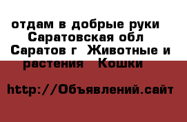 отдам в добрые руки - Саратовская обл., Саратов г. Животные и растения » Кошки   